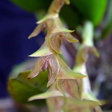 Acianthera tricarinata unspecified picture