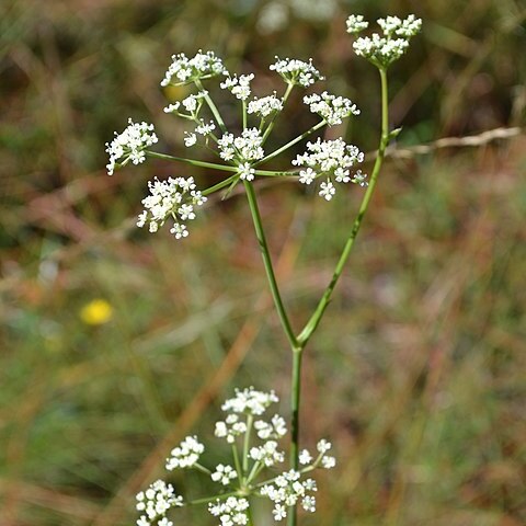 Angelica dentata unspecified picture