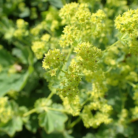 Alchemilla gorcensis unspecified picture