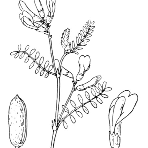 Astragalus baionnensis unspecified picture