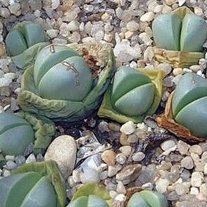 Argyroderma patens unspecified picture