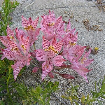 Alstroemeria garaventae unspecified picture