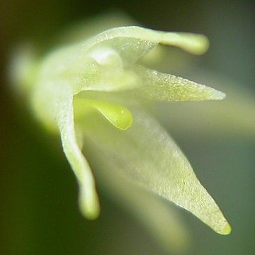 Anathallis aristulata unspecified picture