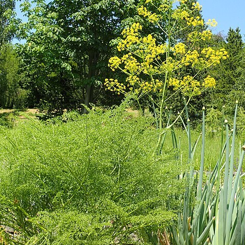 Ferula akitschkensis unspecified picture