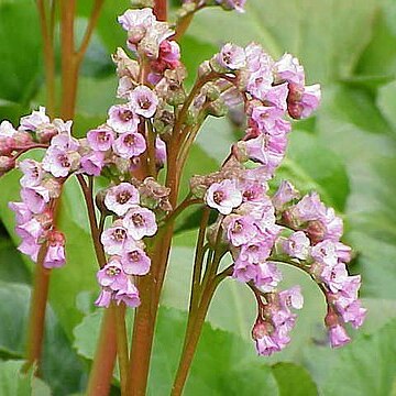 Bergenia unspecified picture