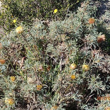 Banksia catoglypta unspecified picture