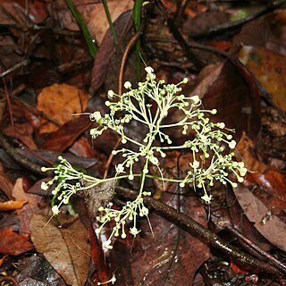 Clerodendrum bipindense unspecified picture