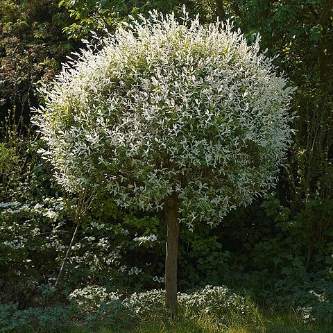 Salix japonica unspecified picture