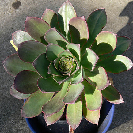 Aeonium hierrense unspecified picture