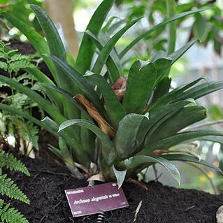 Aechmea alegrensis unspecified picture