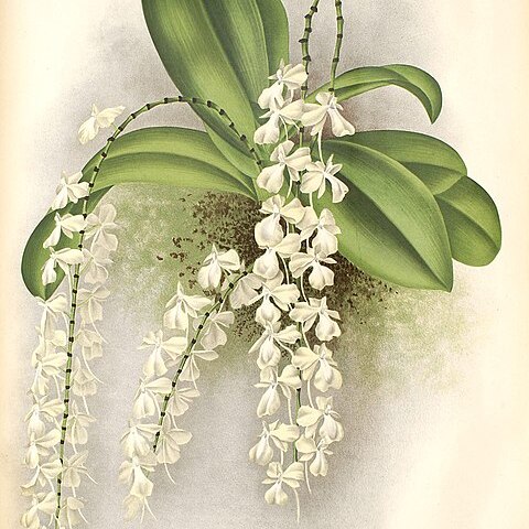 Aerangis citrata unspecified picture