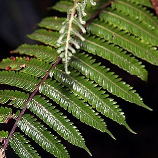 Alsophila erinacea unspecified picture