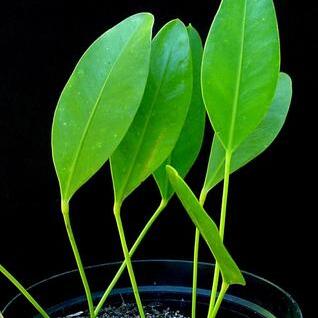 Anthurium alcatrazense unspecified picture