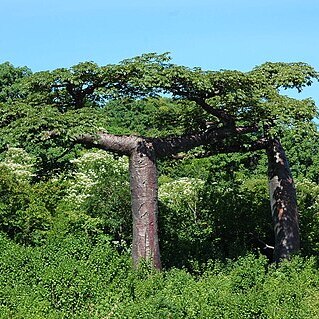 Adansonia suarezensis unspecified picture