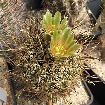 Sclerocactus scheeri unspecified picture