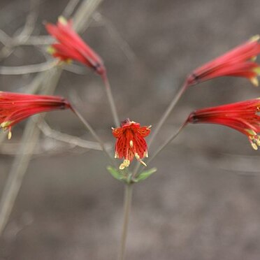 Alstroemeria plantaginea unspecified picture