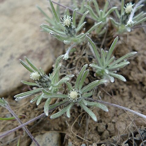 Antennaria flagellaris unspecified picture