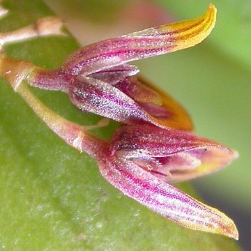 Acianthera papillosa unspecified picture