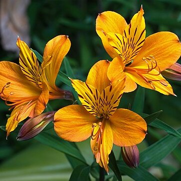 Alstroemeria leporina unspecified picture