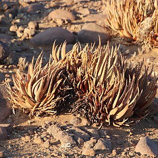 Aloe argenticauda unspecified picture