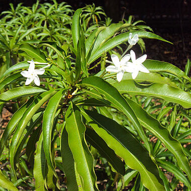 Alstonia venenata unspecified picture