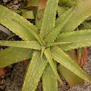 Aloe grandidentata unspecified picture