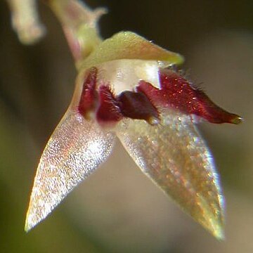 Anathallis adenochila unspecified picture