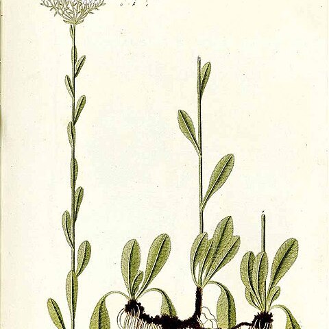 Achillea lingulata unspecified picture