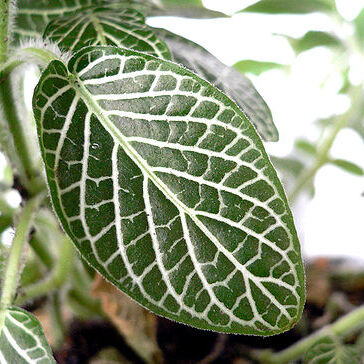 Fittonia unspecified picture