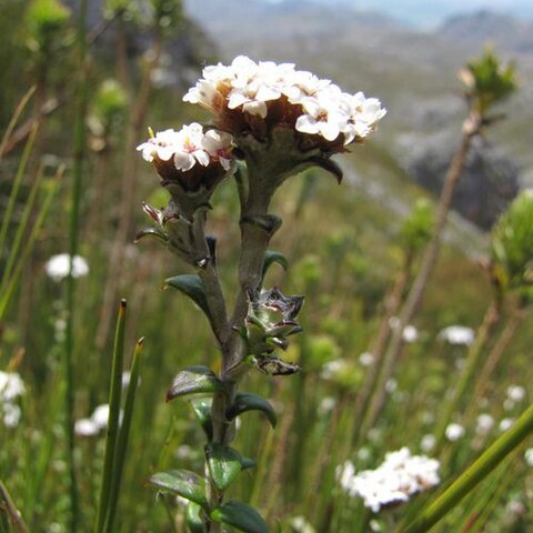 Anaxeton ellipticum unspecified picture