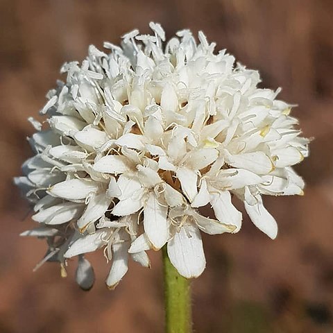 Cephalaria zeyheriana unspecified picture