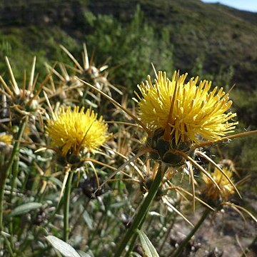 Centaurea saxicola unspecified picture