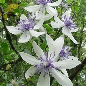 Clematis akoensis unspecified picture