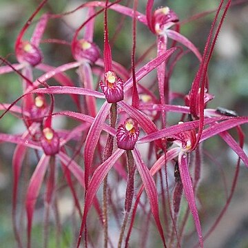 Caladenia dundasiae unspecified picture