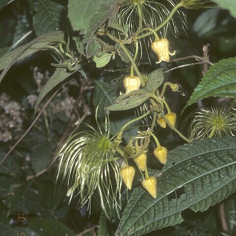 Clematis leschenaultiana unspecified picture