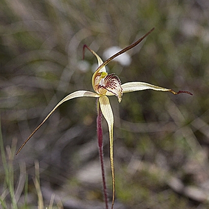 Caladenia echidnachila unspecified picture