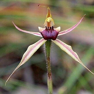 Caladenia clavigera unspecified picture