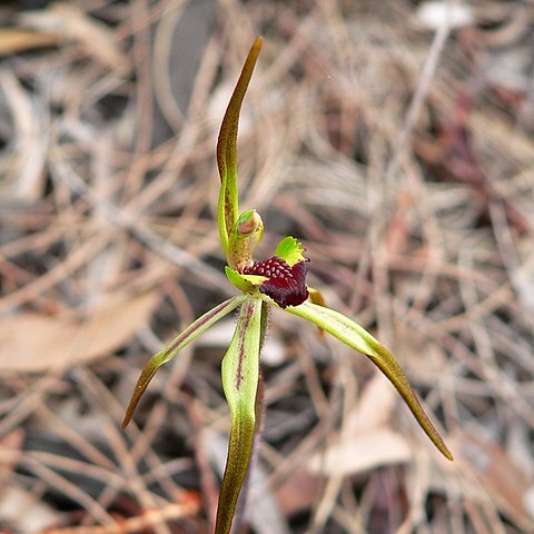 Caladenia gladiolata unspecified picture