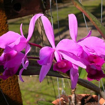 Cattleya lawrenceana unspecified picture