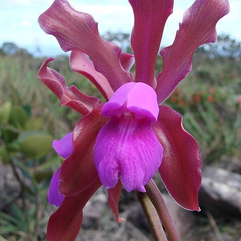 Cattleya elongata unspecified picture