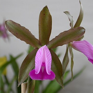 Cattleya dormaniana unspecified picture