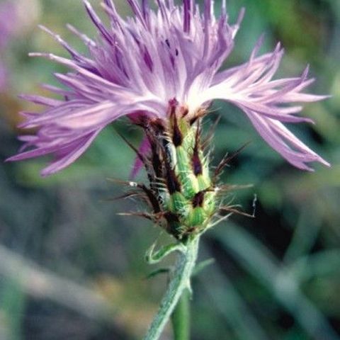 Centaurea galicicae unspecified picture