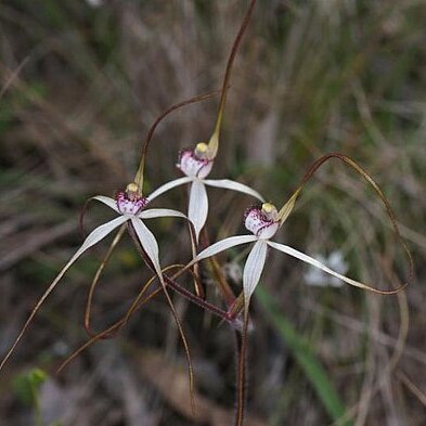 Caladenia cretacea unspecified picture