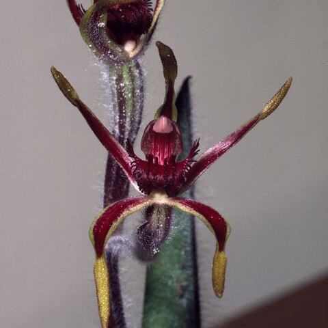 Caladenia arrecta unspecified picture