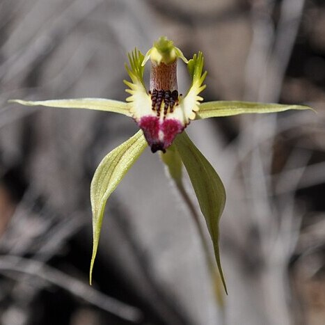 Caladenia stricta unspecified picture