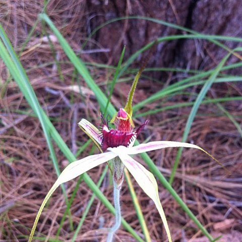 Caladenia ensata unspecified picture