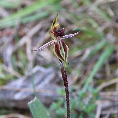 Caladenia actensis unspecified picture