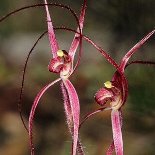 Caladenia filamentosa unspecified picture