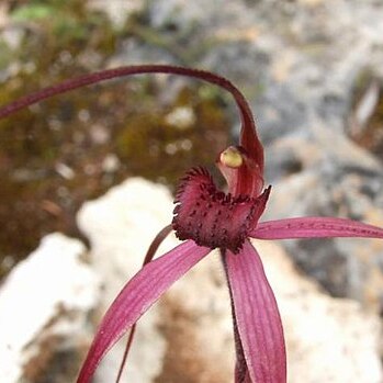 Caladenia calcicola unspecified picture