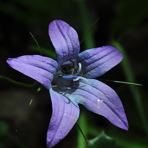 Campanula spatulata unspecified picture